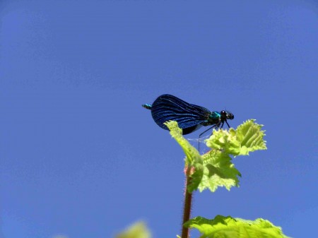 Demoiselle bleue dans le ciel